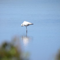 Flamingo branco